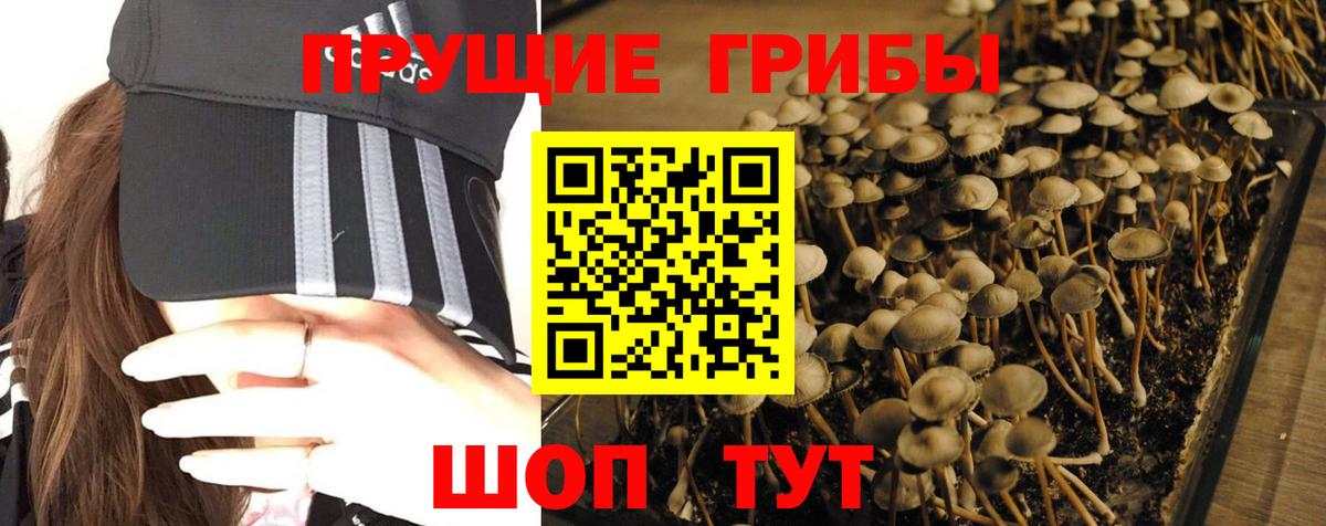 Псилоцибиновые грибы Cubensis Бутурлиновка